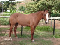 Quarto de milha 7/8 sem registro