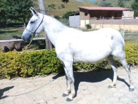 égua MANGALARGA PURA COM REGISTRO